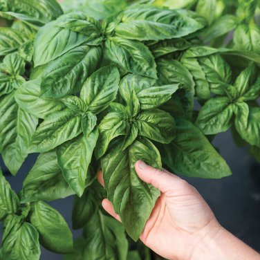 Exclusive 200 ITALIAN LARGE LEAF BASIL SEEDS ~ 2025 ~ ~ USA