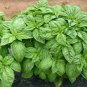 Exclusive 200 ITALIAN LARGE LEAF BASIL SEEDS ~ 2025 ~ ~ USA