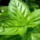 Premium 200 SWEET BASIL SEEDS ~ 2025 ~ ~ USA