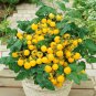 New Arrival 15 POT-O-GOLD MICRO DWARF TOMATO SEEDS ~ AEROGARDEN ~ 2025 ~ NON-GMO