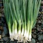 Premium 200 EVERGREEN BUNCHING ONION SEEDS ~ 2025 ~ ~ USA