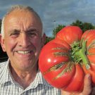 New Arrival 30 GIANT TOMATO SEEDS ~ ~ 2025 ~ NON-GMO