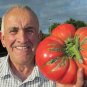 New Arrival 30 GIANT TOMATO SEEDS ~ ~ 2025 ~ NON-GMO