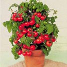 New Arrival 30 TINY TIM MICRO DWARF TOMATO SEEDS ~ ~ 2025 ~ NON-GMO