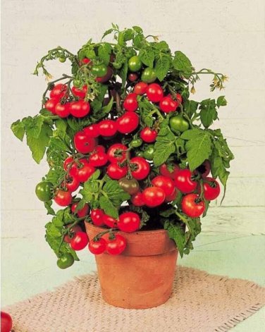 New Arrival 30 TINY TIM MICRO DWARF TOMATO SEEDS ~ ~ 2025 ~ NON-GMO