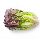 Best-Selling 1000 RED ROMAINE LETTUCE SEEDS ~ ~ 2025 ~ NON-GMO