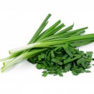 Exclusive 150 GARLIC CHIVE / CHIVES HERB SEEDS ~ ~ 2025 ~ NON-GMO
