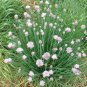 Exclusive 150 GARLIC CHIVE / CHIVES HERB SEEDS ~ ~ 2025 ~ NON-GMO