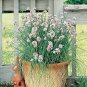 Exclusive 150 GARLIC CHIVE / CHIVES HERB SEEDS ~ ~ 2025 ~ NON-GMO