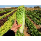 New Arrival 1000 PARRIS ISLAND COS LETTUCE SEEDS ~ ~ 2025 ~ NON-GMO