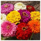 Exclusive 100 DAHLIA FLOWERED ZINNIA FLOWER MIX SEEDS ~ 2025 ~ ~ USA