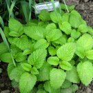 New Arrival 150 LEMON BALM HERB SEEDS ~ ~ 2025 ~ NON-GMO
