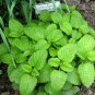 New Arrival 150 LEMON BALM HERB SEEDS ~ ~ 2025 ~ NON-GMO