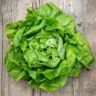 New Arrival 1000 WHITE BOSTON BUTTERCRUNCH LETTUCE SEEDS ~ 2025 ~ ~ USA