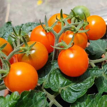 New Arrival 15 ORANGE DREAM MICRO DWARF TOMATO SEEDS ~ AREOGARDEN ~ 2025 ~ NON-GMO