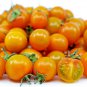 New Arrival 15 ORANGE DREAM MICRO DWARF TOMATO SEEDS ~ AREOGARDEN ~ 2025 ~ NON-GMO