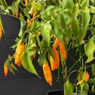 Exclusive 15 AJI MANGO PEPPER SEEDS ~ 2025 ~ ~ USA