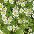 Best-Selling 200 GERMAN CHAMOMILE HERB SEEDS ~ ~ 2025 ~ NON-GMO