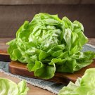 Best-Selling 1000 SUMMER BIBB LETTUCE SEEDS ~ 2025 ~ ~ USA