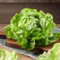 Best-Selling 1000 SUMMER BIBB LETTUCE SEEDS ~ 2025 ~ ~ USA