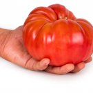 Exclusive 30 DELICIOUS TOMATO SEEDS ~ ~ 2025 ~ NON-GMO
