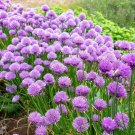 Limited Edition 150 CHIVE / CHIVES HERB SEEDS ~ ~ 2025 ~ NON-GMO