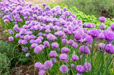 Limited Edition 150 CHIVE / CHIVES HERB SEEDS ~ ~ 2025 ~ NON-GMO