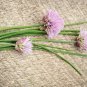 Limited Edition 150 CHIVE / CHIVES HERB SEEDS ~ ~ 2025 ~ NON-GMO