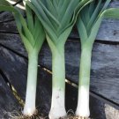 Best-Selling 200 AMERICAN FLAG LEEK SEEDS ~ 2025 ~ ~ USA