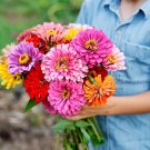 New Arrival 100 CALIFORNIA GIANT ZINNIA FLOWER MIX SEEDS ~ ~ 2025 ~ NON-GMO