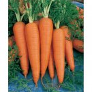 Best-Selling 300 DANVERS CARROT SEEDS ~ 2025 ~ ~ USA