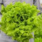 Best-Selling 1000 BLACK SEEDED SIMPSON LETTUCE SEEDS ~ 2025 ~ ~ USA