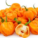 Top-Quality 20 ORANGE SCOTCH BONNET PEPPER SEEDS ~ ~ 2025 ~ NON-GMO