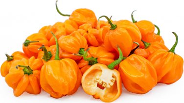Top-Quality 20 ORANGE SCOTCH BONNET PEPPER SEEDS ~ ~ 2025 ~ NON-GMO