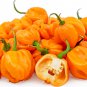 Top-Quality 20 ORANGE SCOTCH BONNET PEPPER SEEDS ~ ~ 2025 ~ NON-GMO