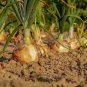 Top-Quality 200 WALLA WALLA SWEET ONION SEEDS ~ ~ 2025 ~ NON-GMO