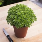 Top-Quality 200 DWARF GREEK BASIL SEEDS ~ 2025 ~ ~ USA