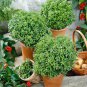 Top-Quality 200 DWARF GREEK BASIL SEEDS ~ 2025 ~ ~ USA
