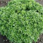Top-Quality 200 DWARF GREEK BASIL SEEDS ~ 2025 ~ ~ USA