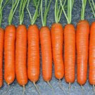 Exclusive 300 LITTLE FINGERS CARROT SEEDS ~ ~ 2025 ~ NON-GMO