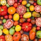 Limited Edition 6 PACK HEIRLOOM TOMATO SEED COLLECTION ~ ~ 2025 ~ NON-GMO