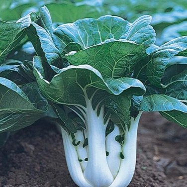 Exclusive 500 CANTON PAK CHOI CABBAGE SEEDS ~ 2025 ~ ~ USA