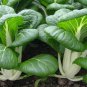 Exclusive 500 CANTON PAK CHOI CABBAGE SEEDS ~ 2025 ~ ~ USA