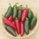 Best-Selling 25 JALAPENO M PEPPER SEEDS ~ ~ 2025 ~ NON-GMO