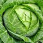 New Arrival 500 COPENHAGEN MARKET EARLY CABBAGE SEEDS ~ ~ 2025 ~ NON-GMO
