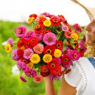 New Arrival 100 LILLIPUT ZINNIA FLOWER MIX SEEDS ~ 2025 ~ ~ USA