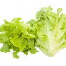 New Arrival 1000 OAK LEAF LETTUCE SEEDS ~ 2025 ~ ~ USA