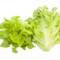 New Arrival 1000 OAK LEAF LETTUCE SEEDS ~ 2025 ~ ~ USA