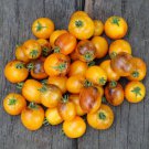 Premium 15 GOLDEN HOUR MICRO DWARF TOMATO SEEDS ~ AREOGARDEN ~ 2025 ~ NON-GMO