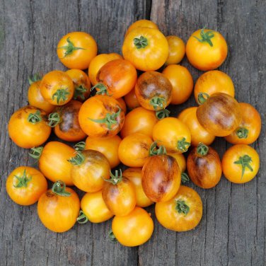 Premium 15 GOLDEN HOUR MICRO DWARF TOMATO SEEDS ~ AREOGARDEN ~ 2025 ~ NON-GMO